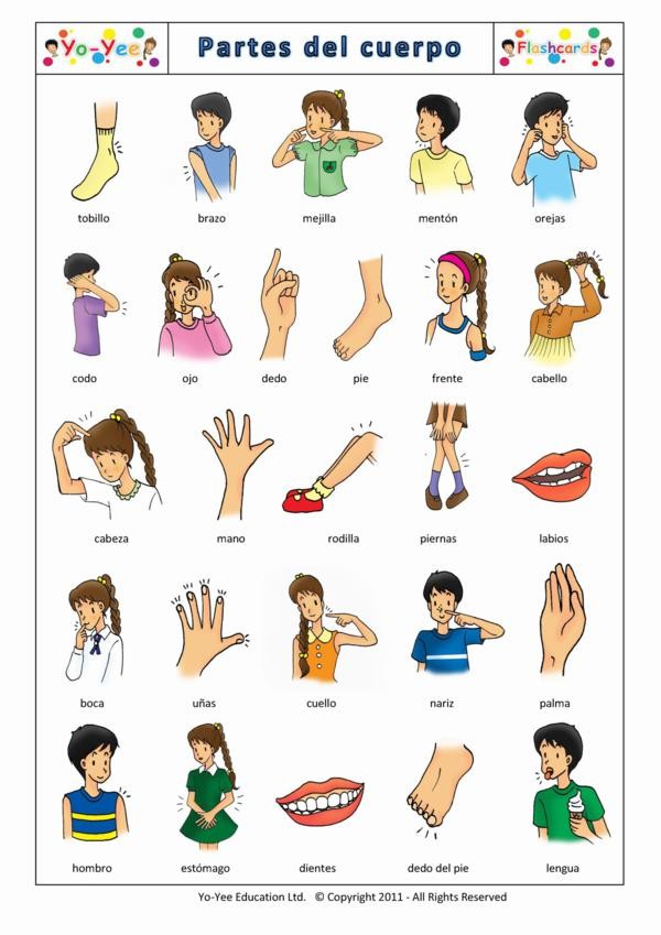 Body Parts Flashcards for Kids - Vocabulary Cards