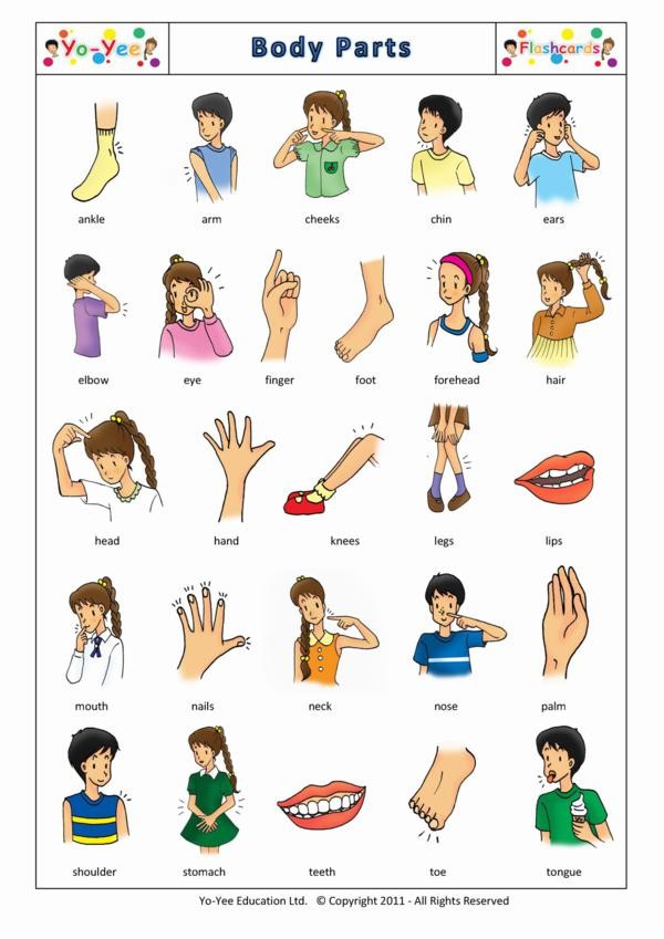 Body Parts flashcards for kids | Parties du corps